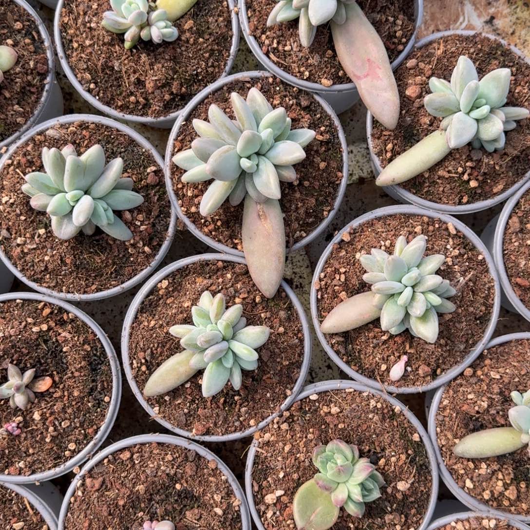 上***痕寄养在他家内就会发生一些