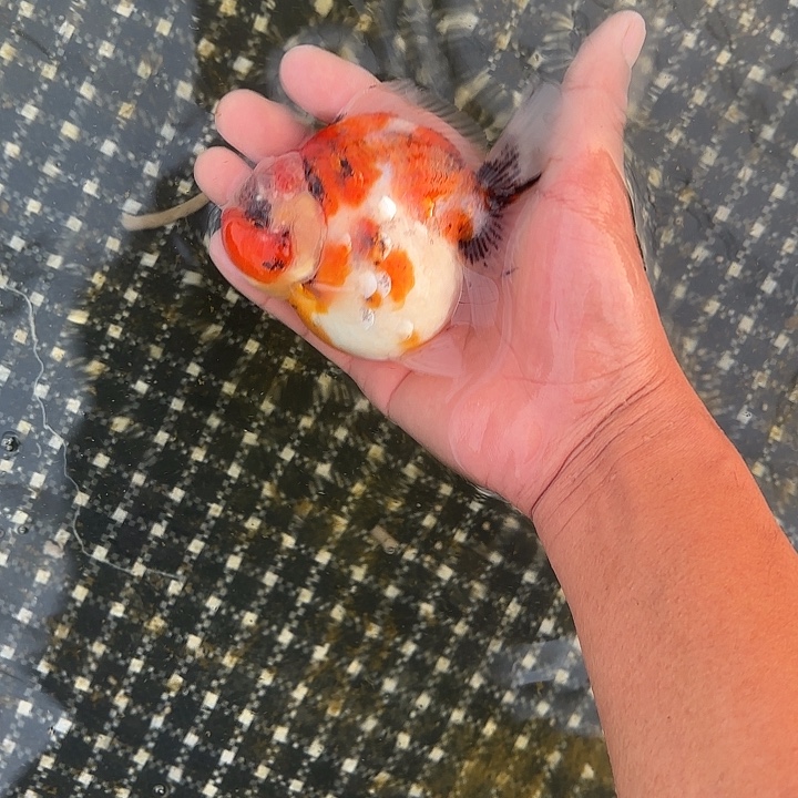 金鱼包邮182881445