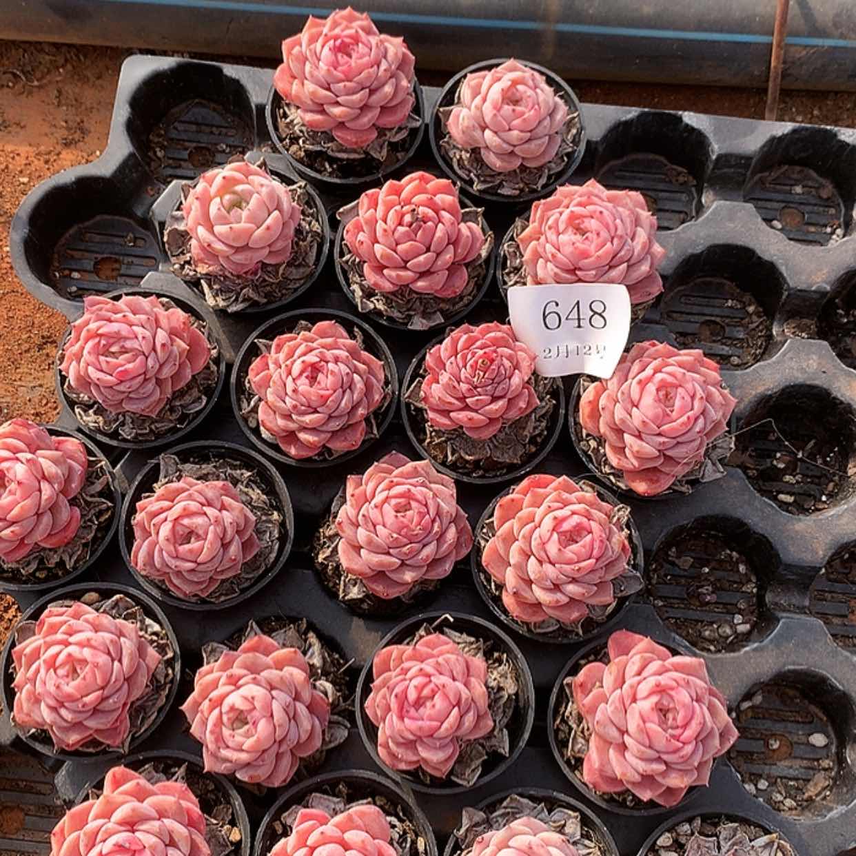 【闪购商品】云648号