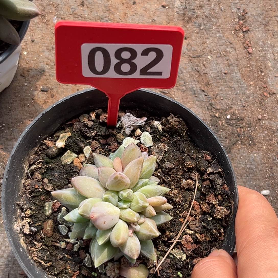 多肉植物重楼群082