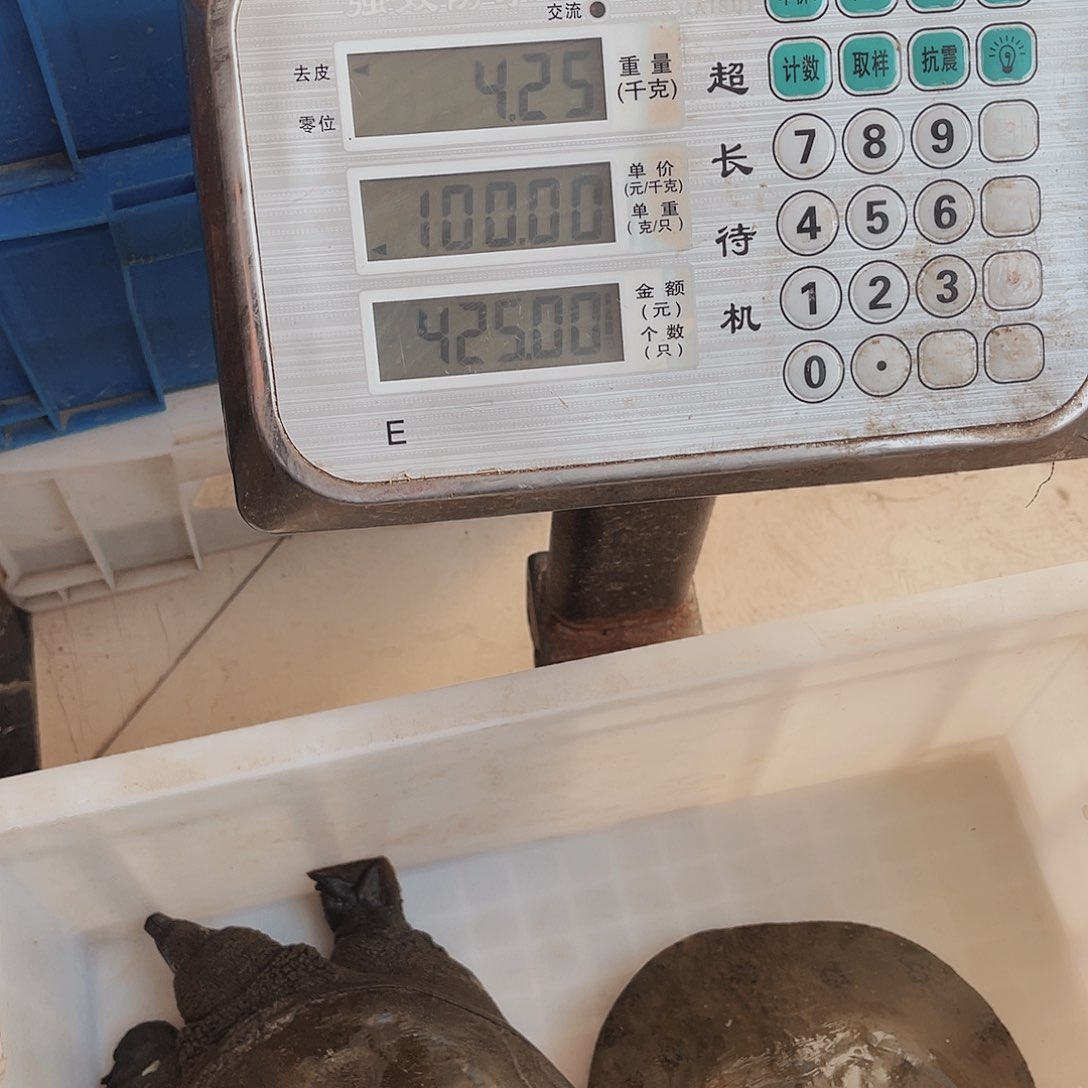 中国大陆野生甲鱼包邮包活