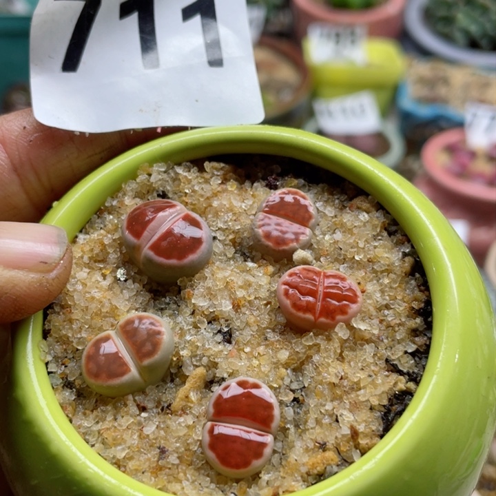 711朱唇玉带盆l l