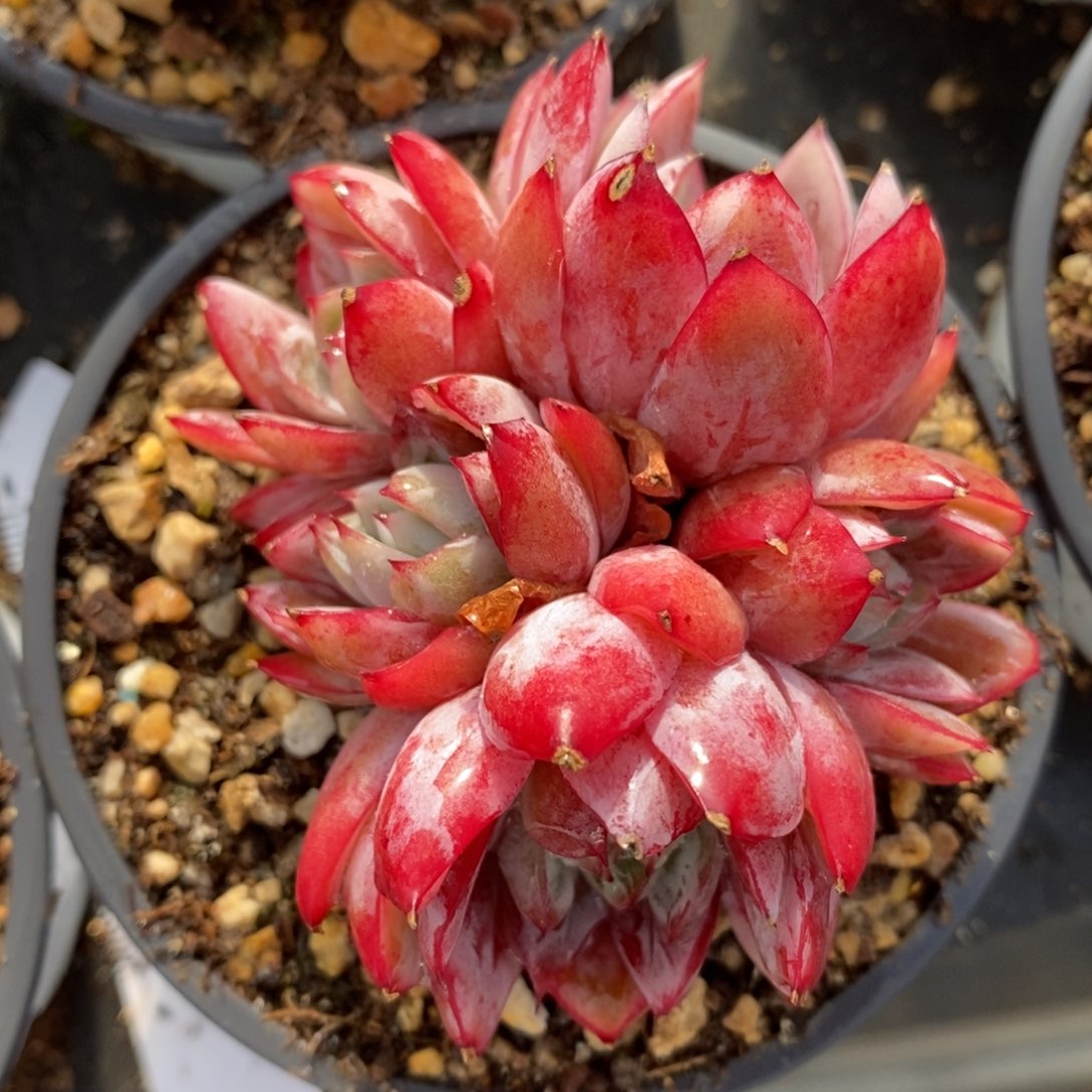 自助下单一物一拍多肉，下滑有惊喜