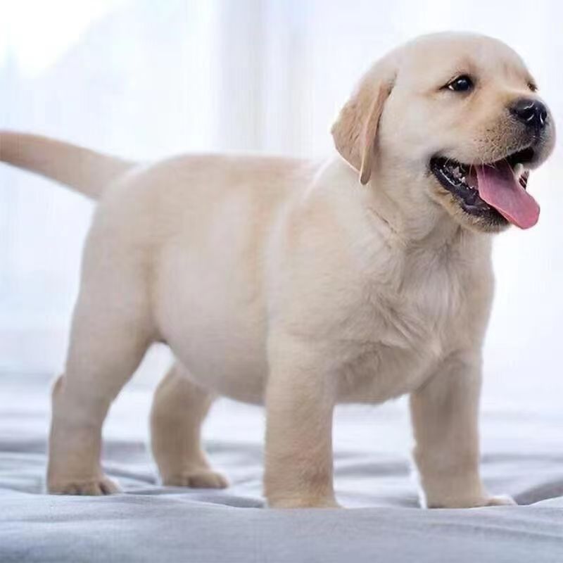 纯种双血统拉布拉多犬幼犬疫苗齐全黑色奶白色幼崽