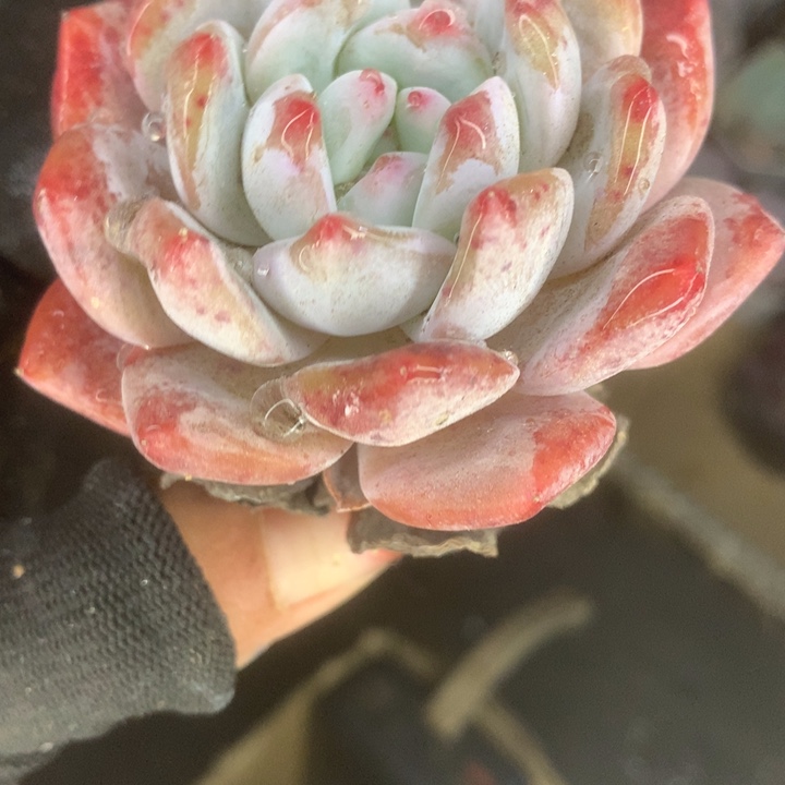 樱花粉橙子。（满9.99包邮不满9.99发叶子）