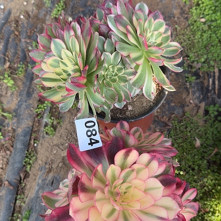 满***满倾城海王084hhhhhhhb