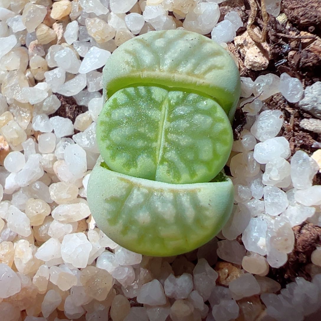 113-225.多肉多肉绿菊