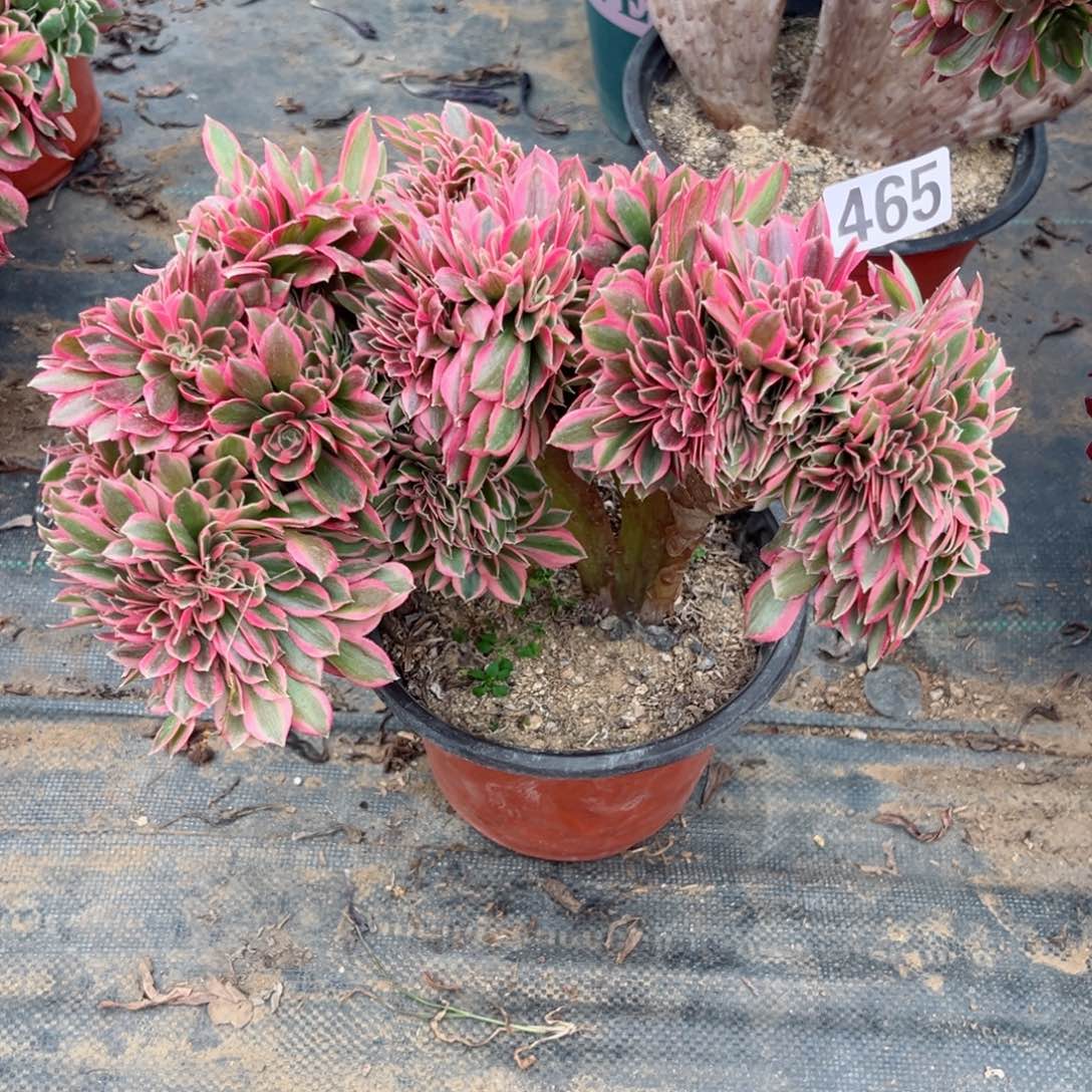 465粉女巫缀化多肉植物