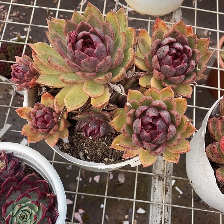 释***然水晶多肉植物大群