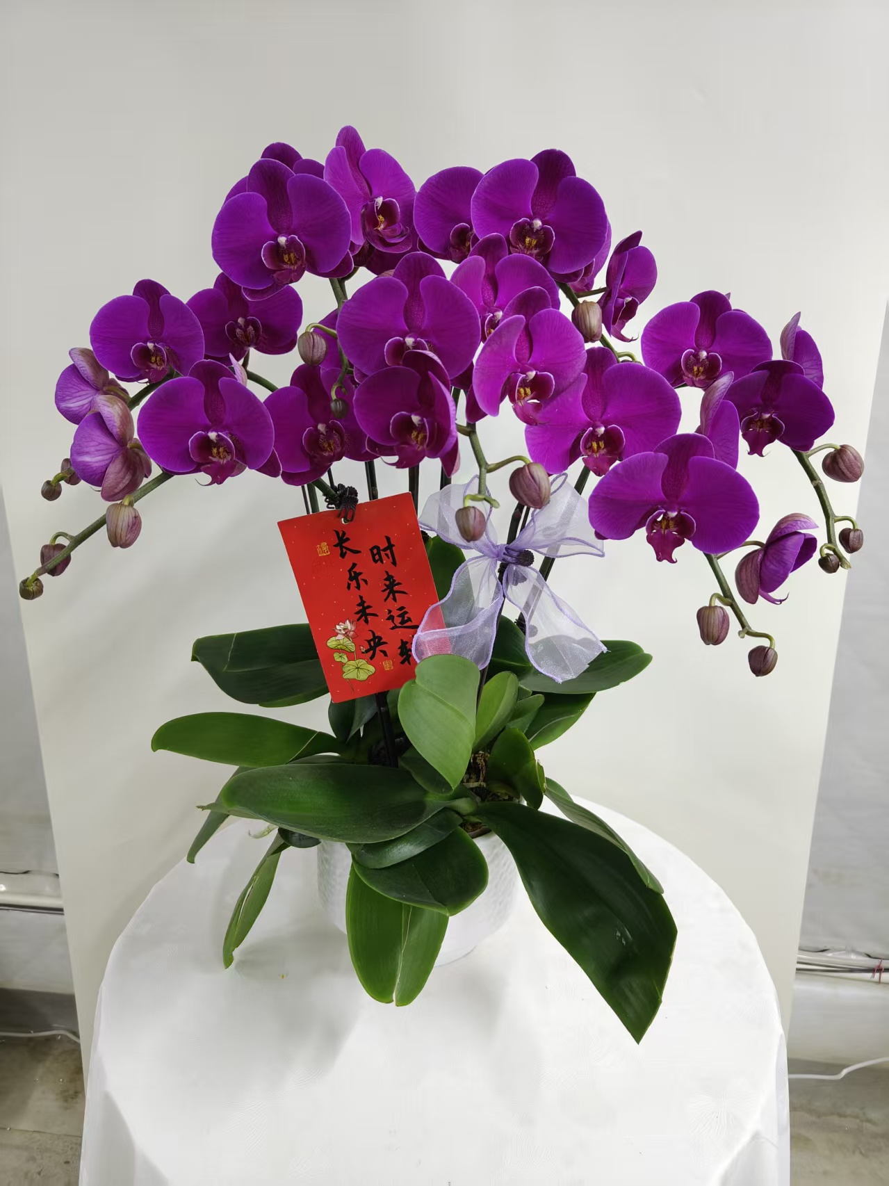蝴蝶兰【大辣椒】鲜花盆栽室内观赏花花佛山基地直发好养易活