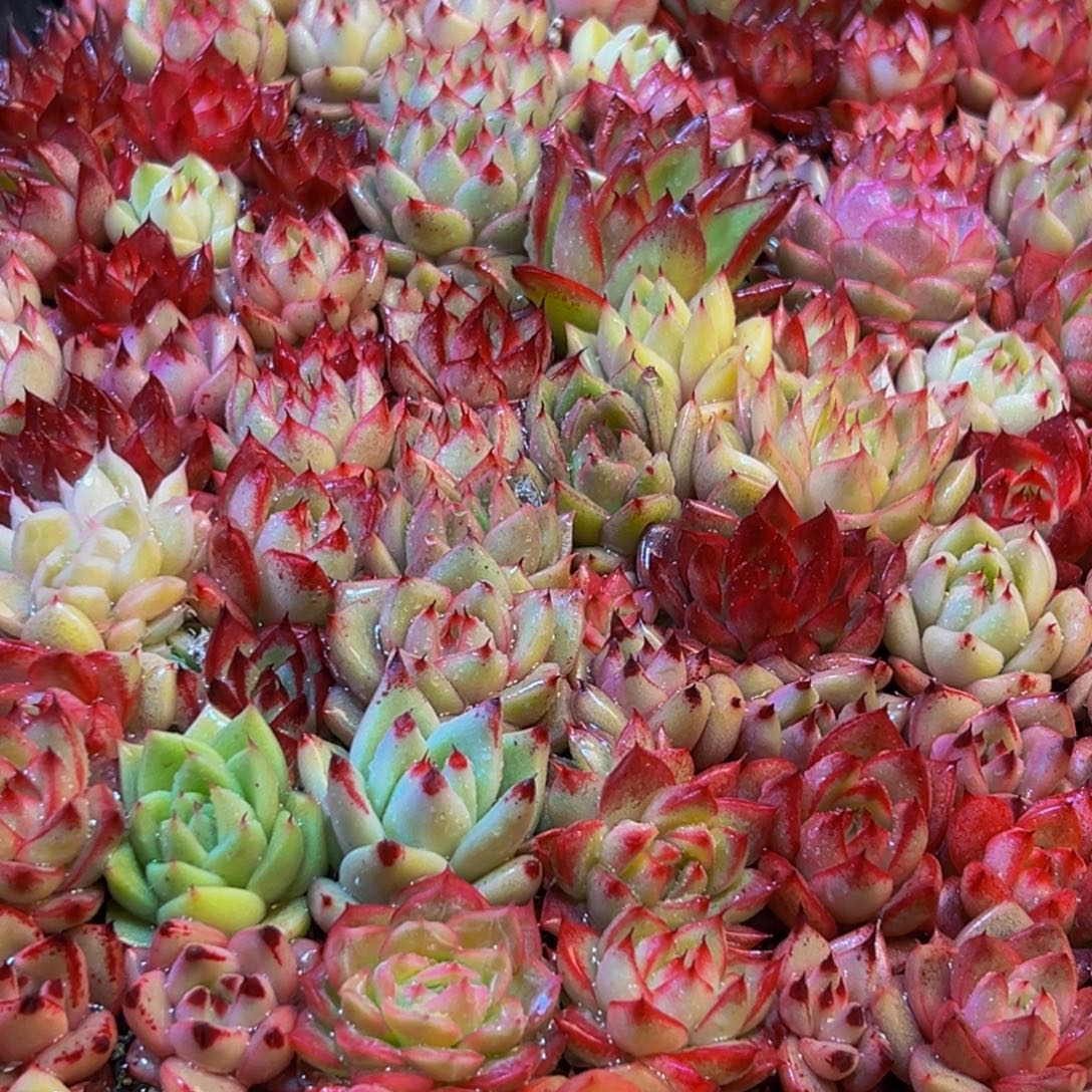 肥***猫230多肉葡萄领导人物