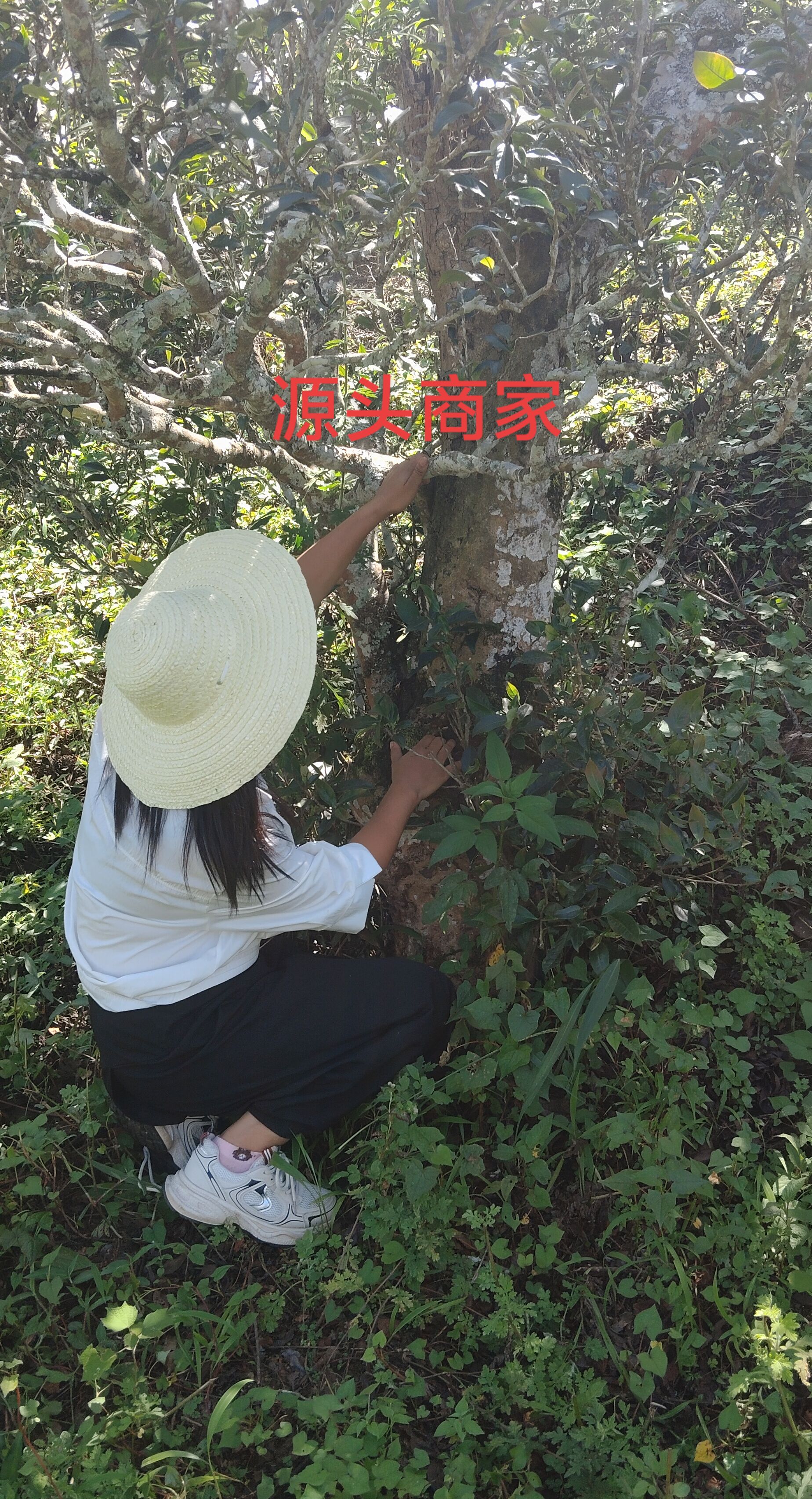 古树普洱生茶甘甜细腻兰香蜜韵适合做口粮茶