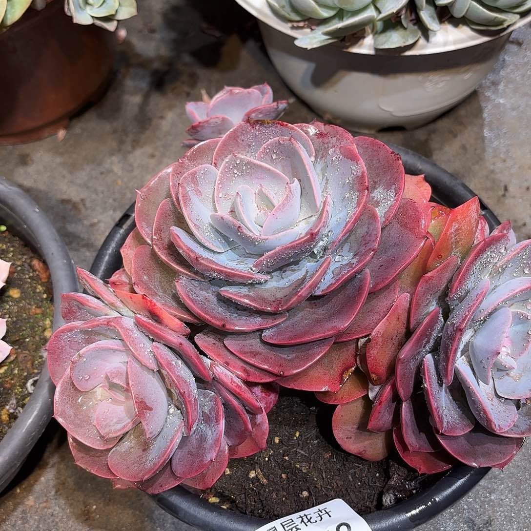 同温层多肉尘埃玫瑰462