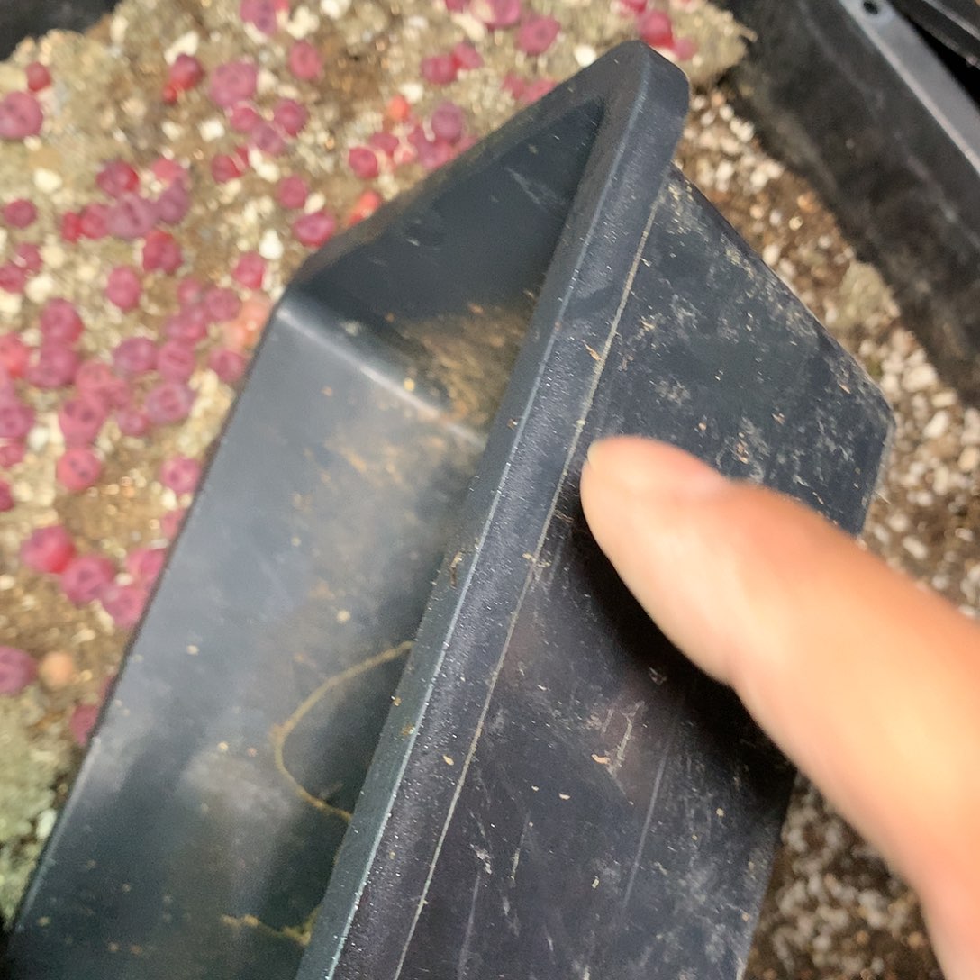 筐五个一组多肉植物保护