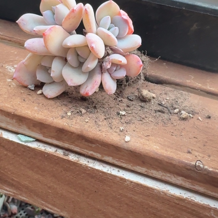 多肉植物奶茶群生