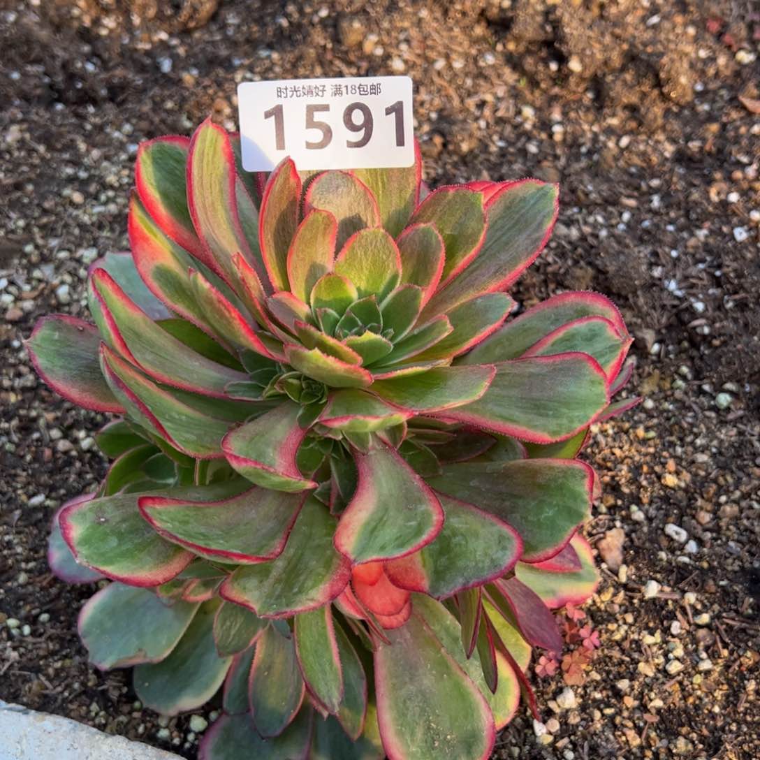 1591粉冠多肉植物