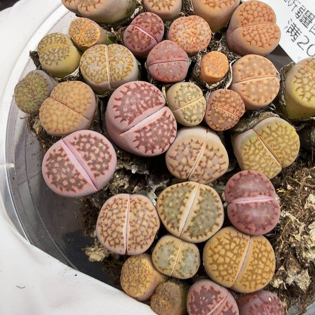 好喜欢看肖蘸唱歌跳舞229哈哈