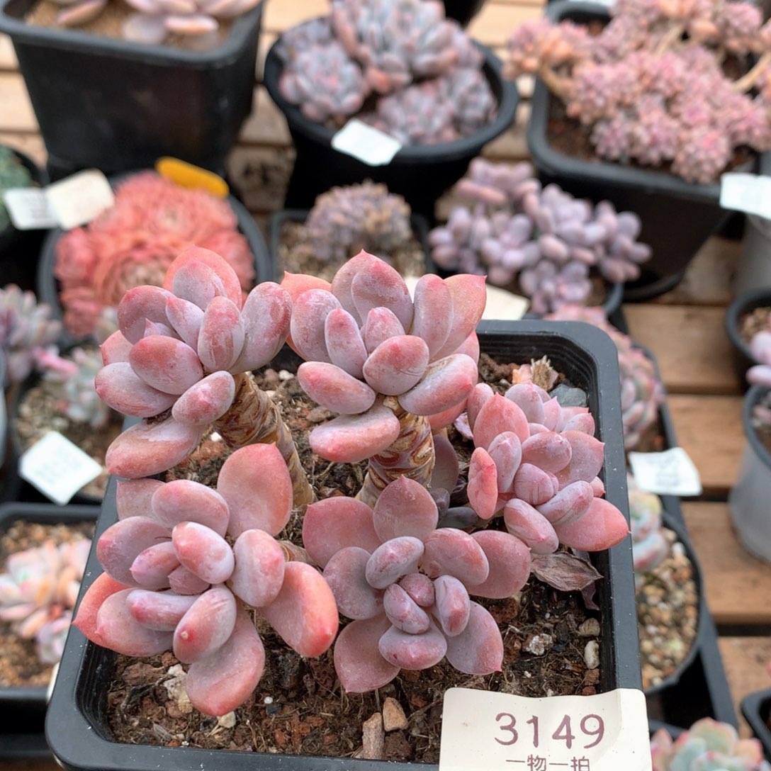 11厘米七头欧洲美人3149