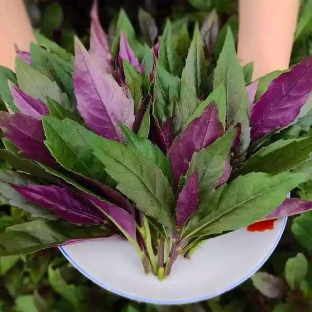 四川农家血皮菜/紫背菜/红背菜/红凤菜/观音菜/现摘现发