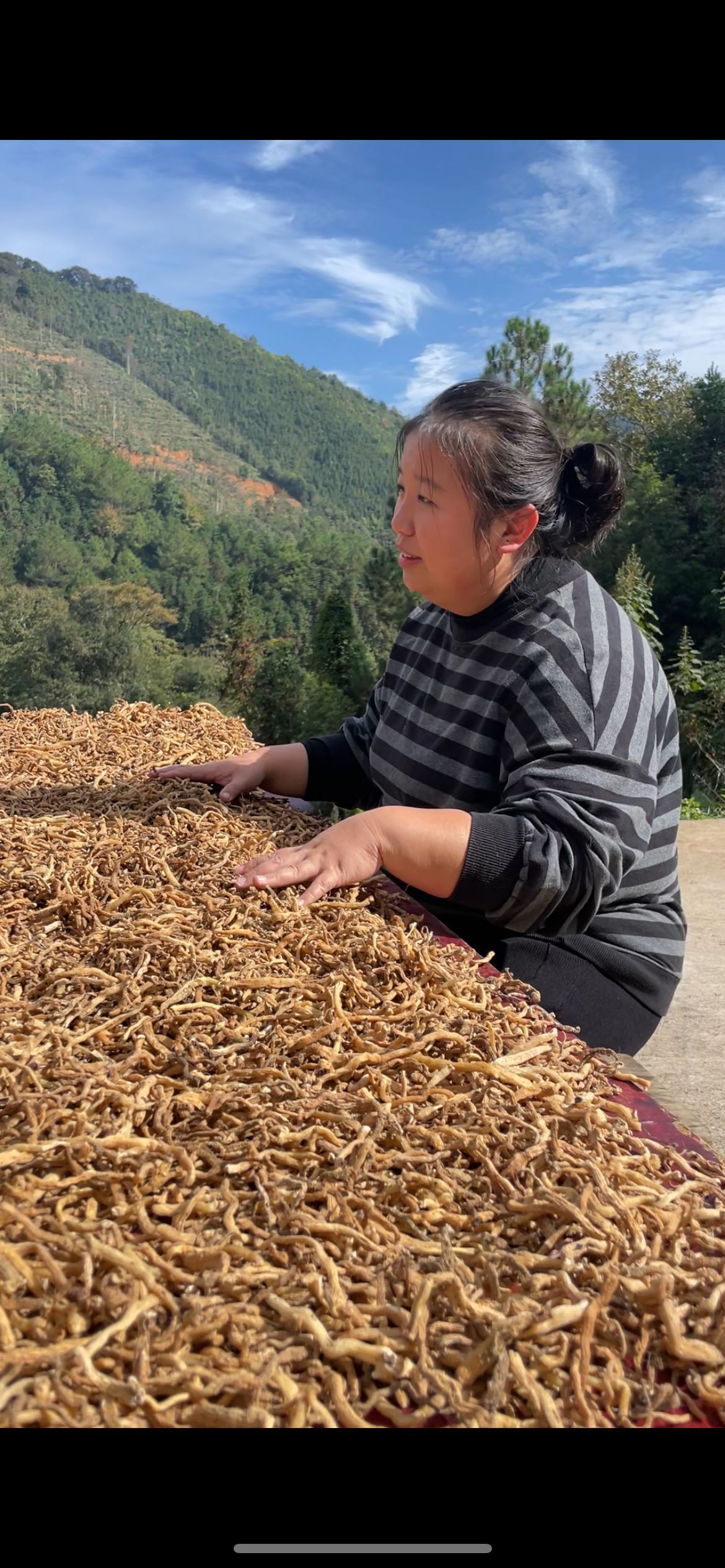 （胖姐）瑶山玉竹湘玉竹生晒玉竹