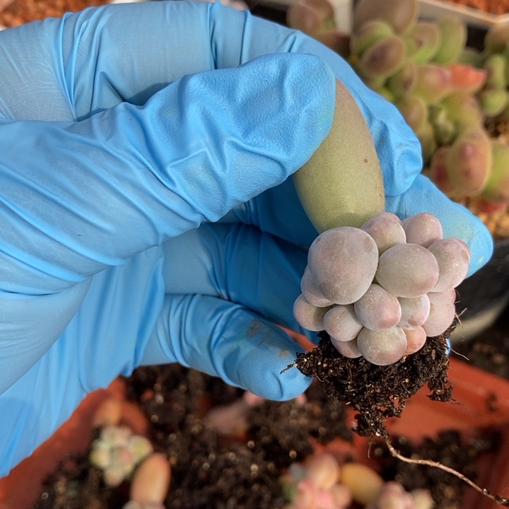 小**米大叶汤圆多肉植物