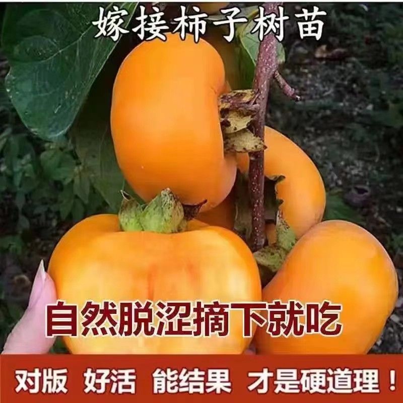 阳光果园：脆甜柿嫁接好自然脱涩南北方盆栽地栽耐寒