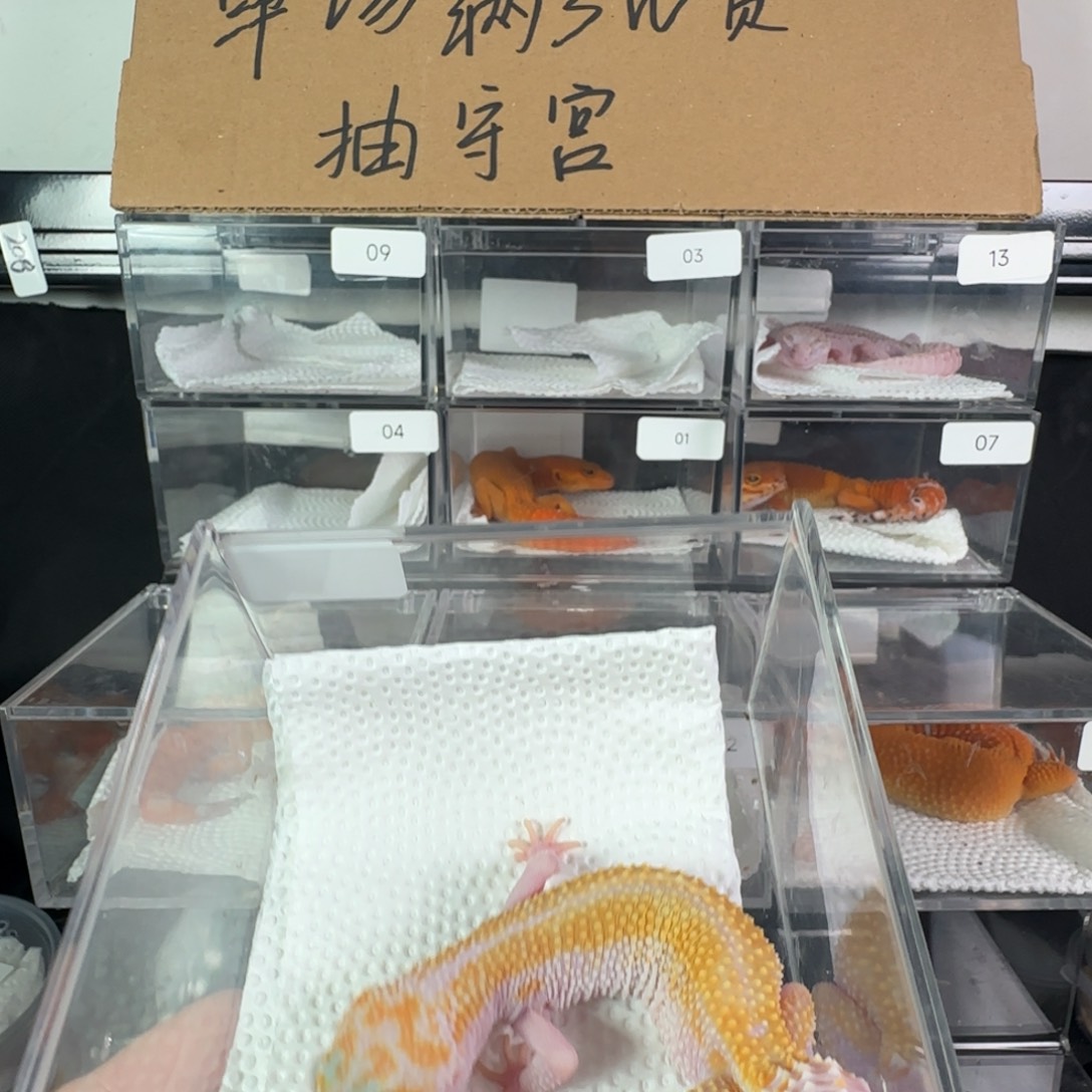 豹纹守宫白黄雨水直线妹妹