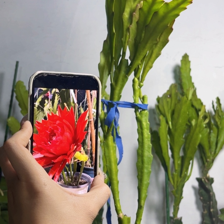 当前无花栽培后可以开花706