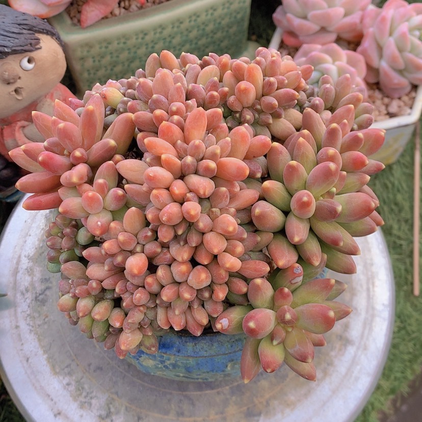 【闪购商品】彩虹千代田