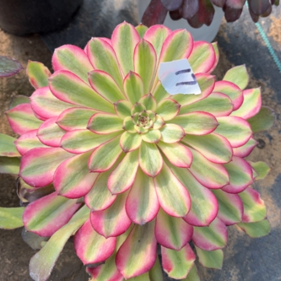 【闪购商品】17美亚多肉法师