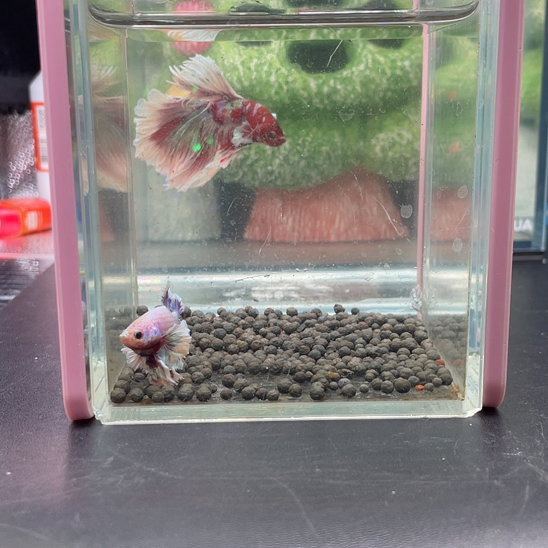 斗鱼18号1230晚绣球