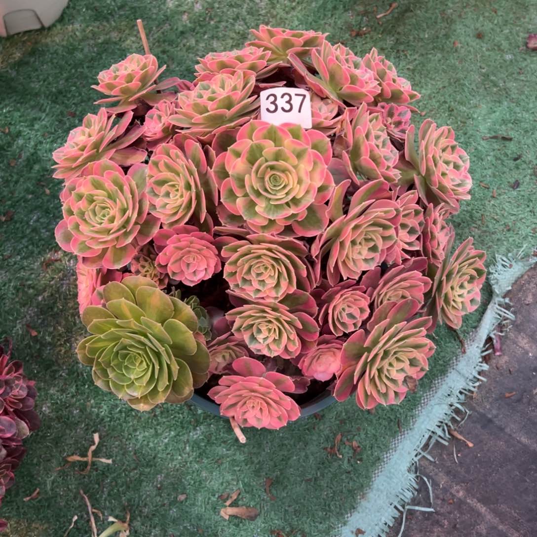 337粉女巫法师多肉植物