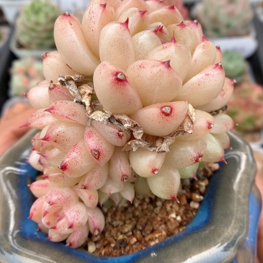 珠光粉油透麦秆群生。    