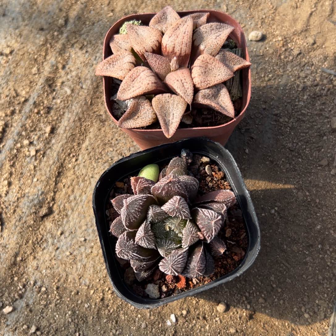 多肉植物多肉植物