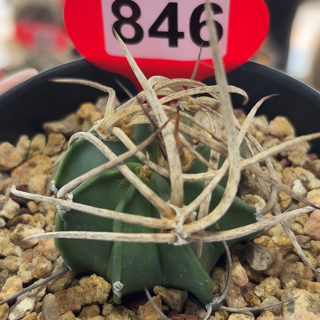 仙人球实生水牛角