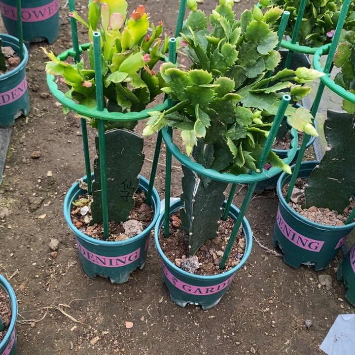 天***发完全开放  2白重荷花