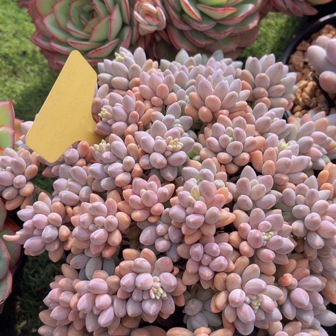 香玉的故事是一个人的故事吗笑