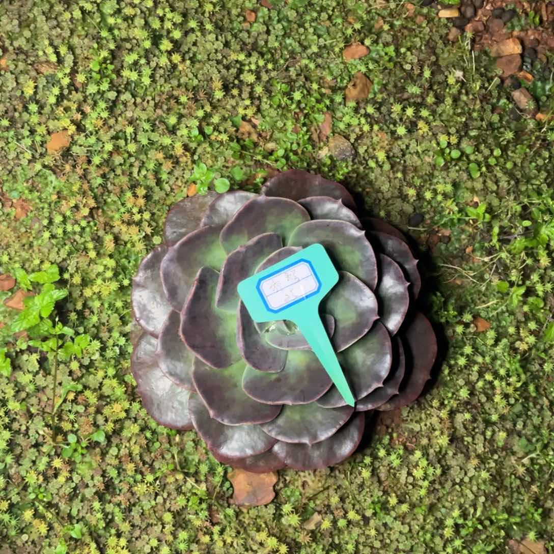 小雨多肉乔智两颗