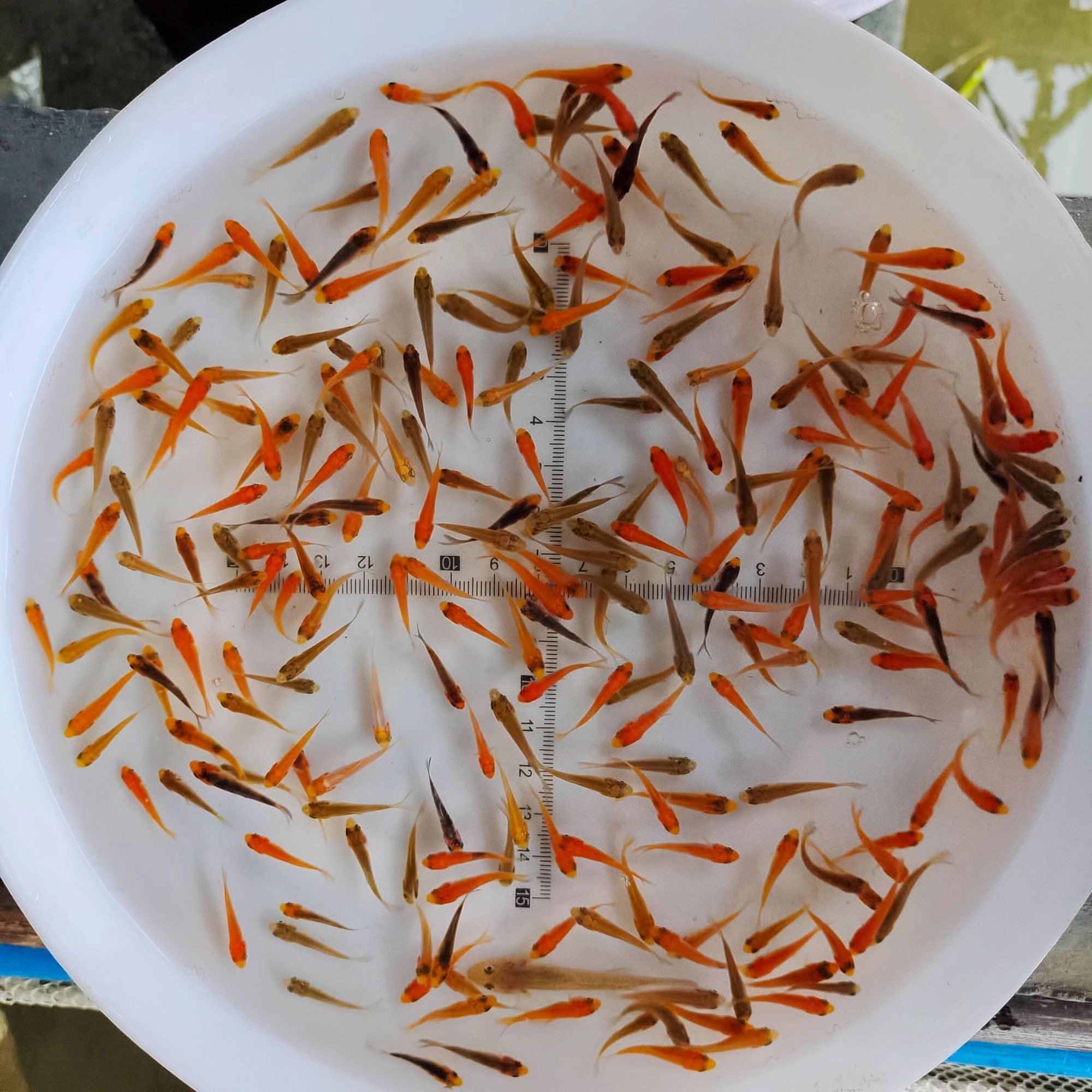 血统锦鲤鱼苗1选红白大正黄金白金黑金孔雀德系等鱼苗渔场现发