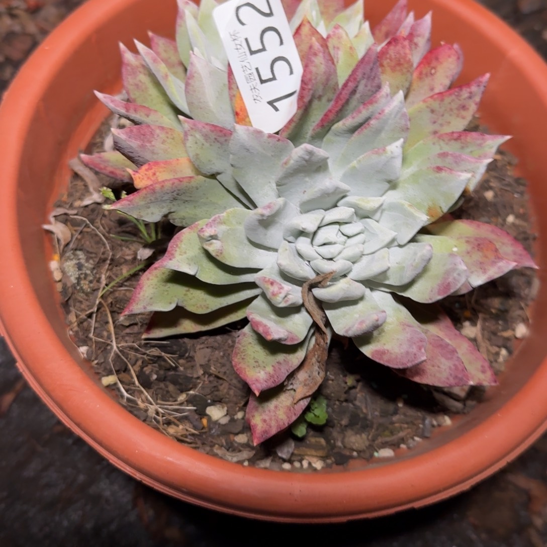 3代杂交仙女杯多肉福利