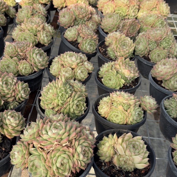 麦秆多肉植物绿植