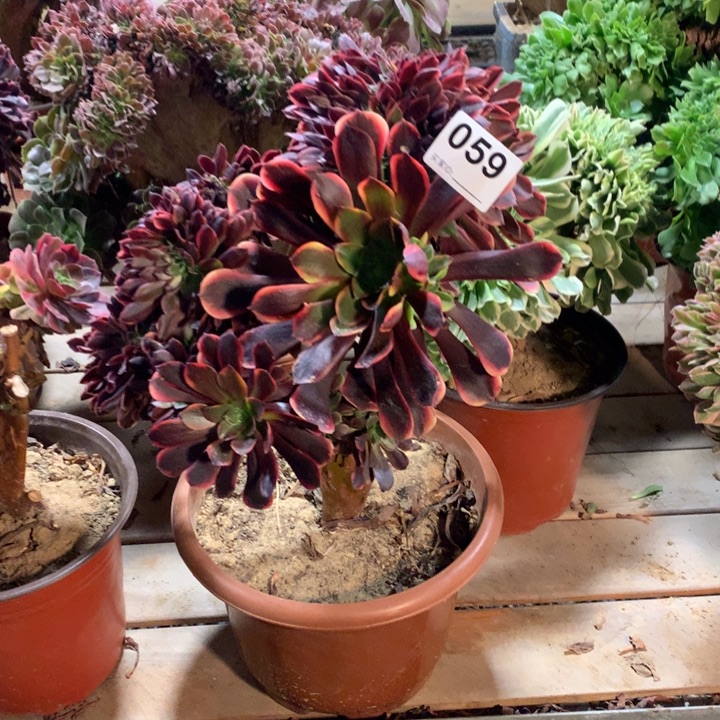 *****059欧嘉莉缀多肉法师