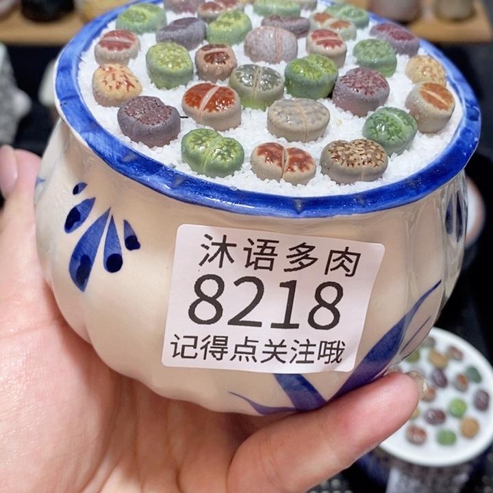 带盆土植物 精美盆栽8218
