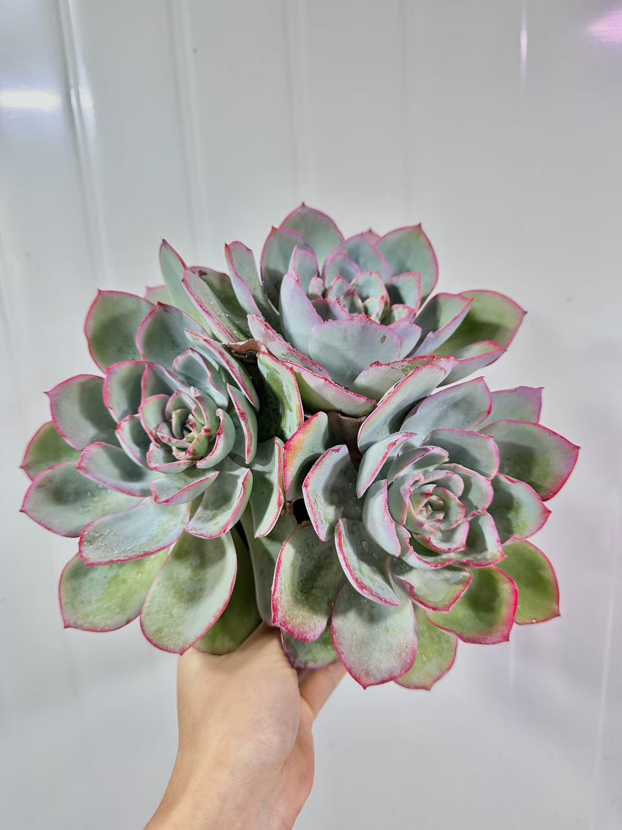 多头蓝光 精品多肉植物