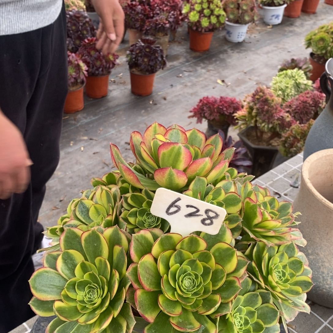 红陶真*628奶白一物一拍