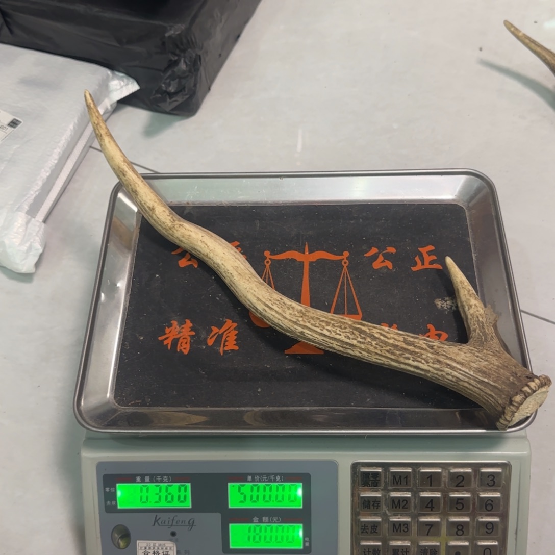 鹿骨其他梅花鹿怪角