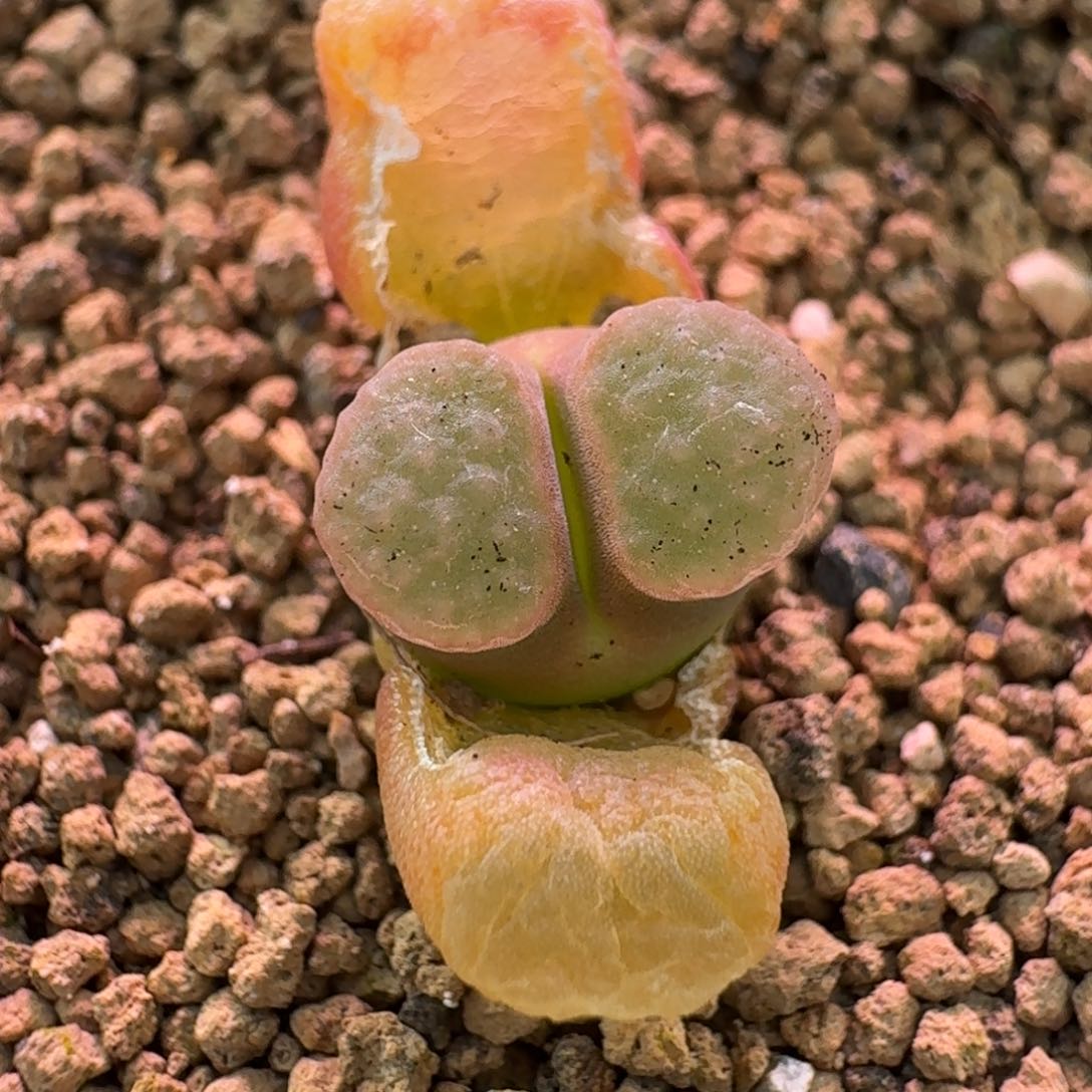 云缦精品番杏17.19 粉雪花