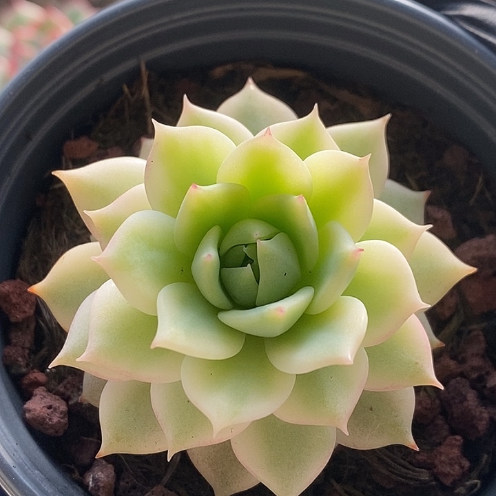 H***o棱静复轮锦多肉植物