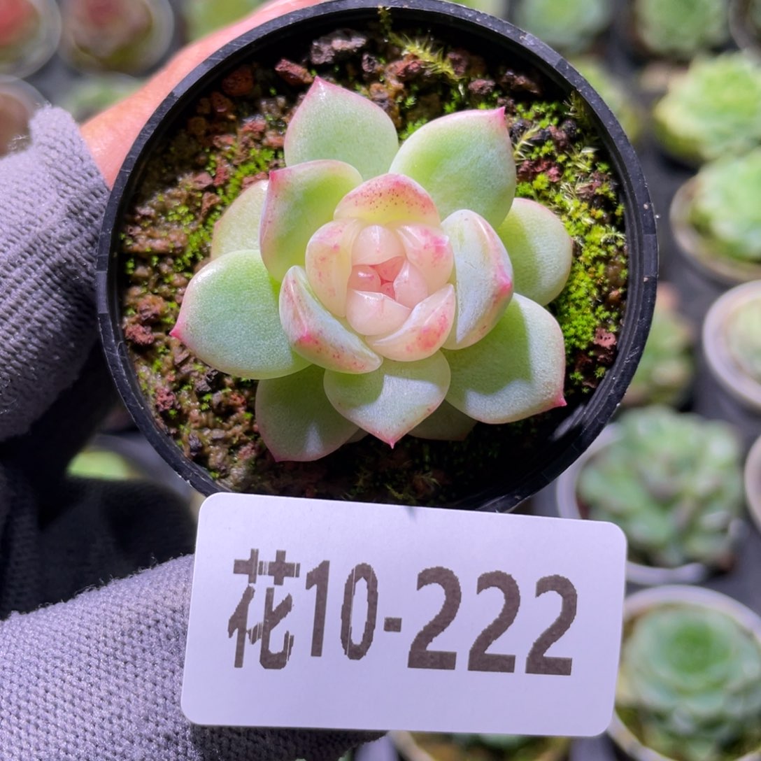 花利美10-222珍妮  