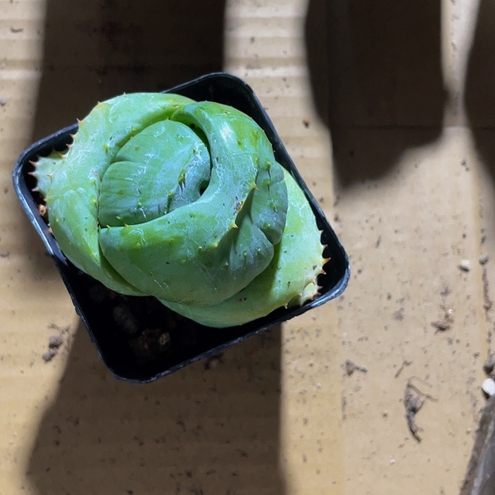 芦荟元宝8.8带盆土发